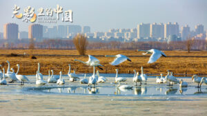 情绪稳定从接纳开始，读懂信号实现自由